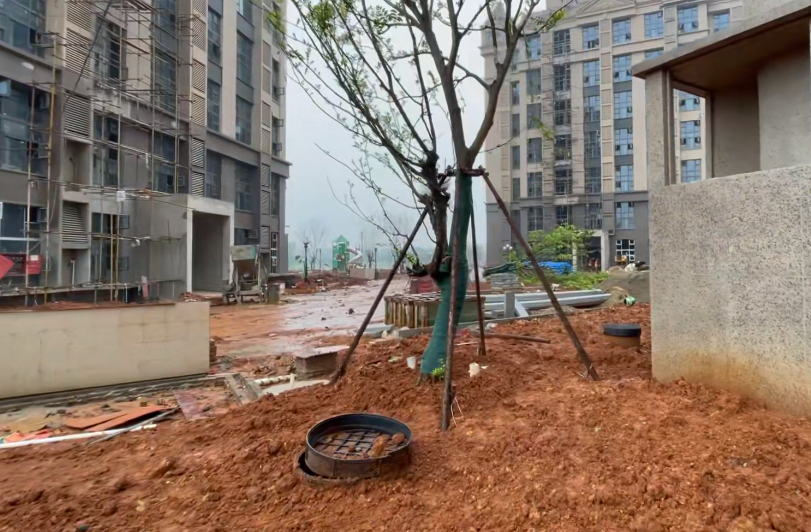 小区内乔木大树种植