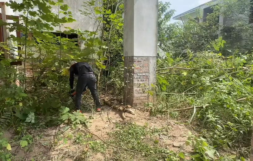 别墅庭院树木杂草砍伐清理 别墅庭院树木杂草砍伐清理