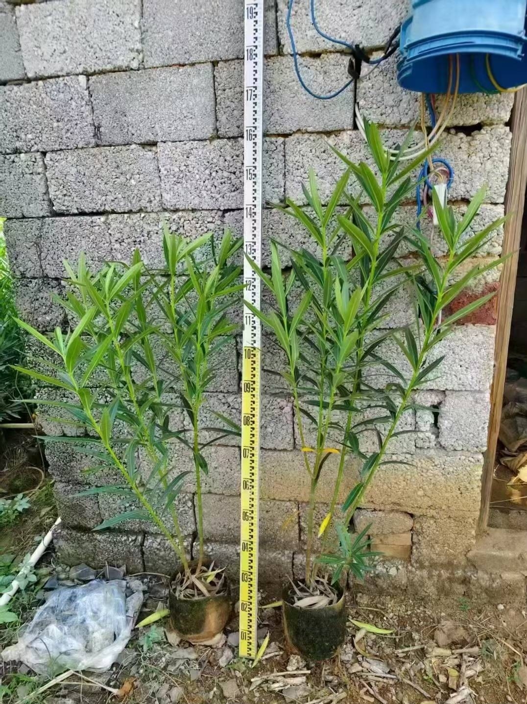 夹竹桃绿化苗木 夹竹桃绿化苗木