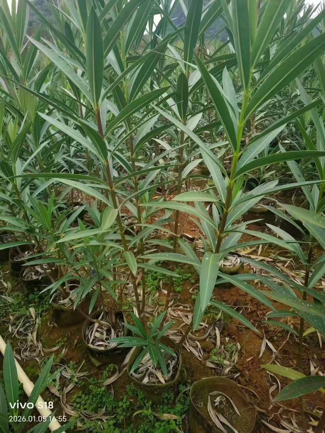 夹竹桃绿化苗木 夹竹桃绿化苗木