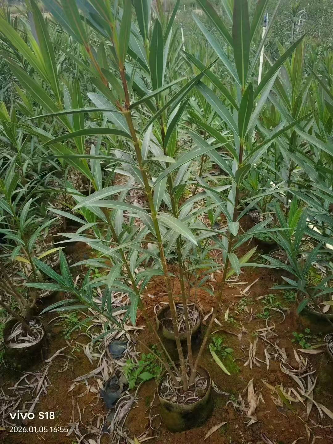 夹竹桃绿化苗木 夹竹桃绿化苗木