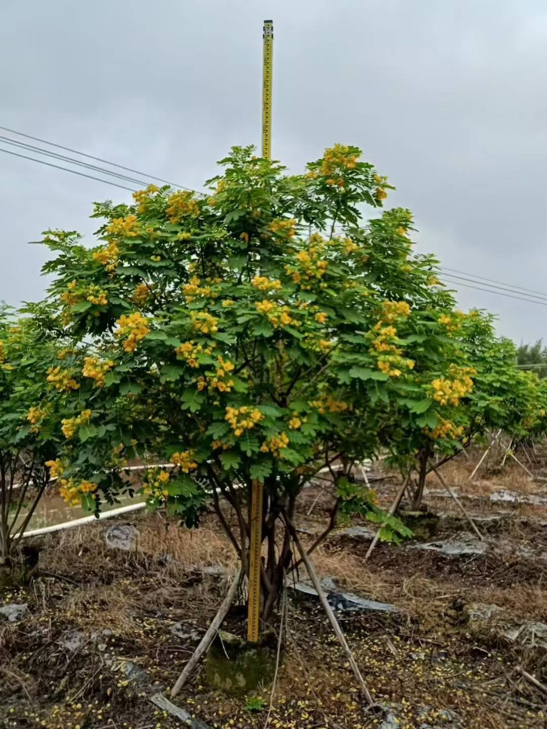丛生黄槐_2.jpg