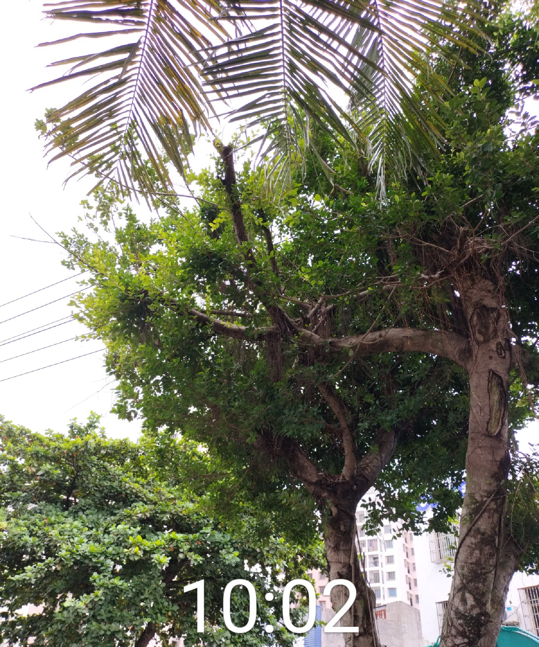 大树修剪 (1).jpg