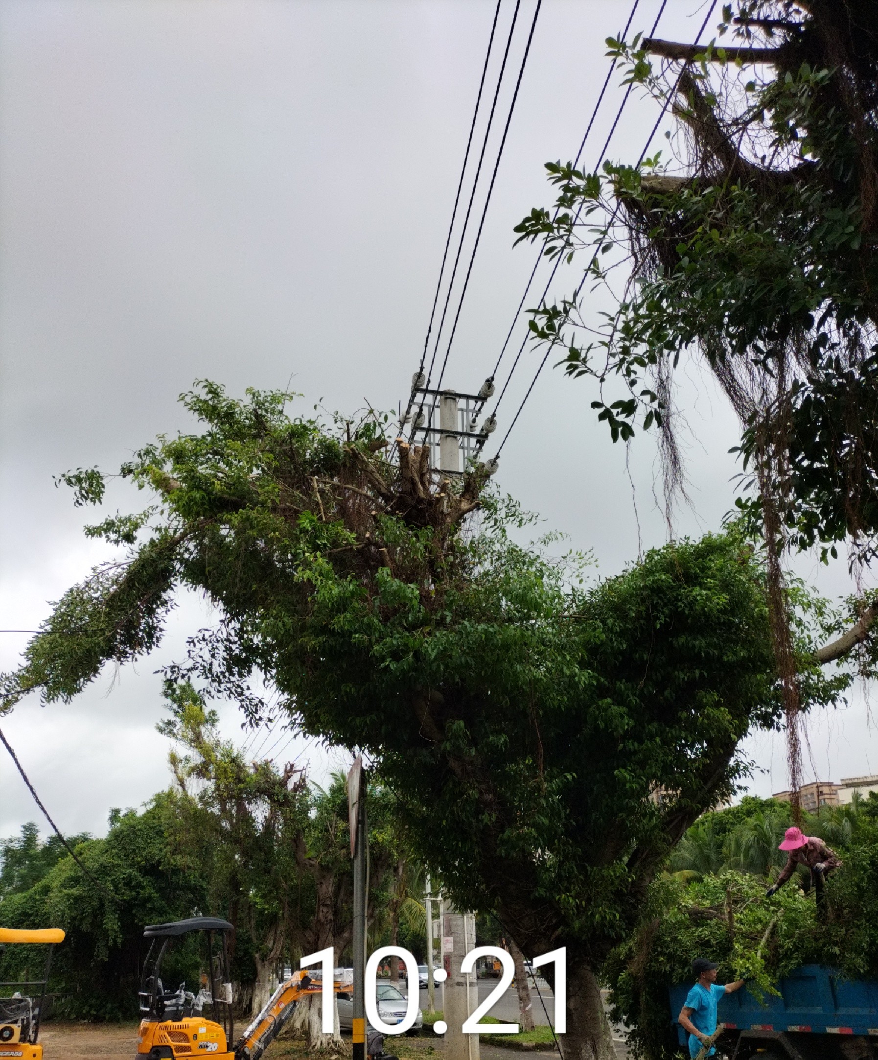 大树修剪 (2).jpg