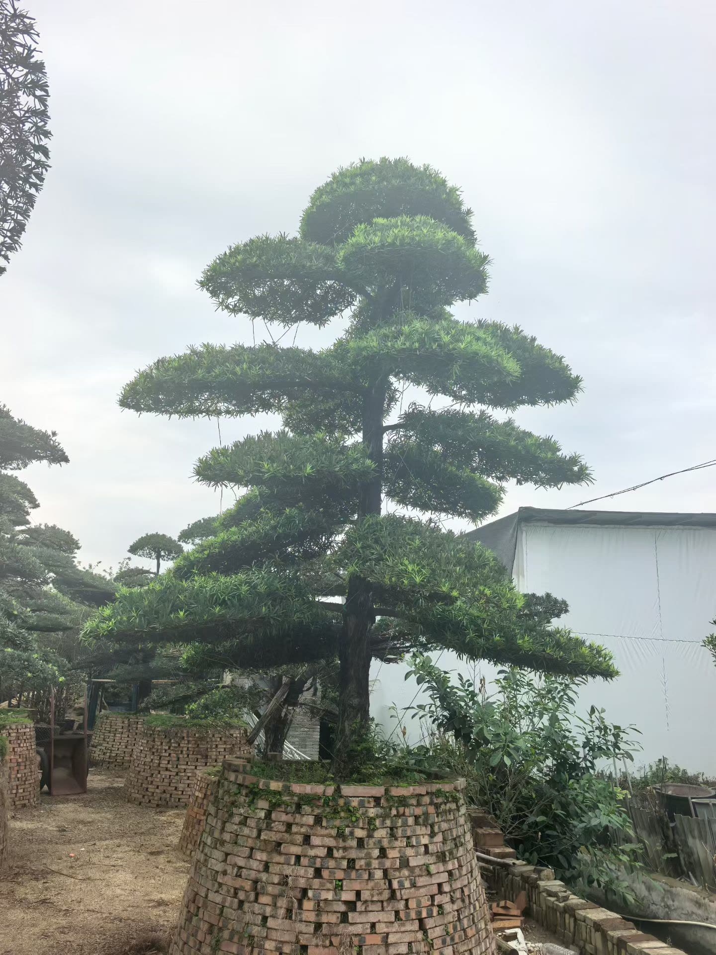 罗汉松 (3).jpg
