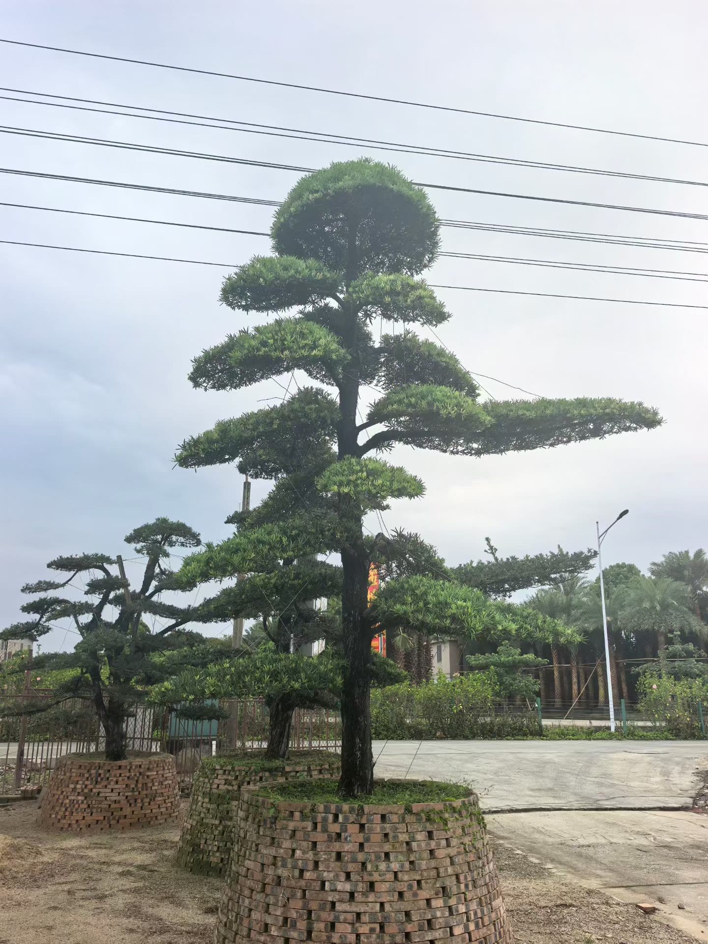 罗汉松 (4).jpg