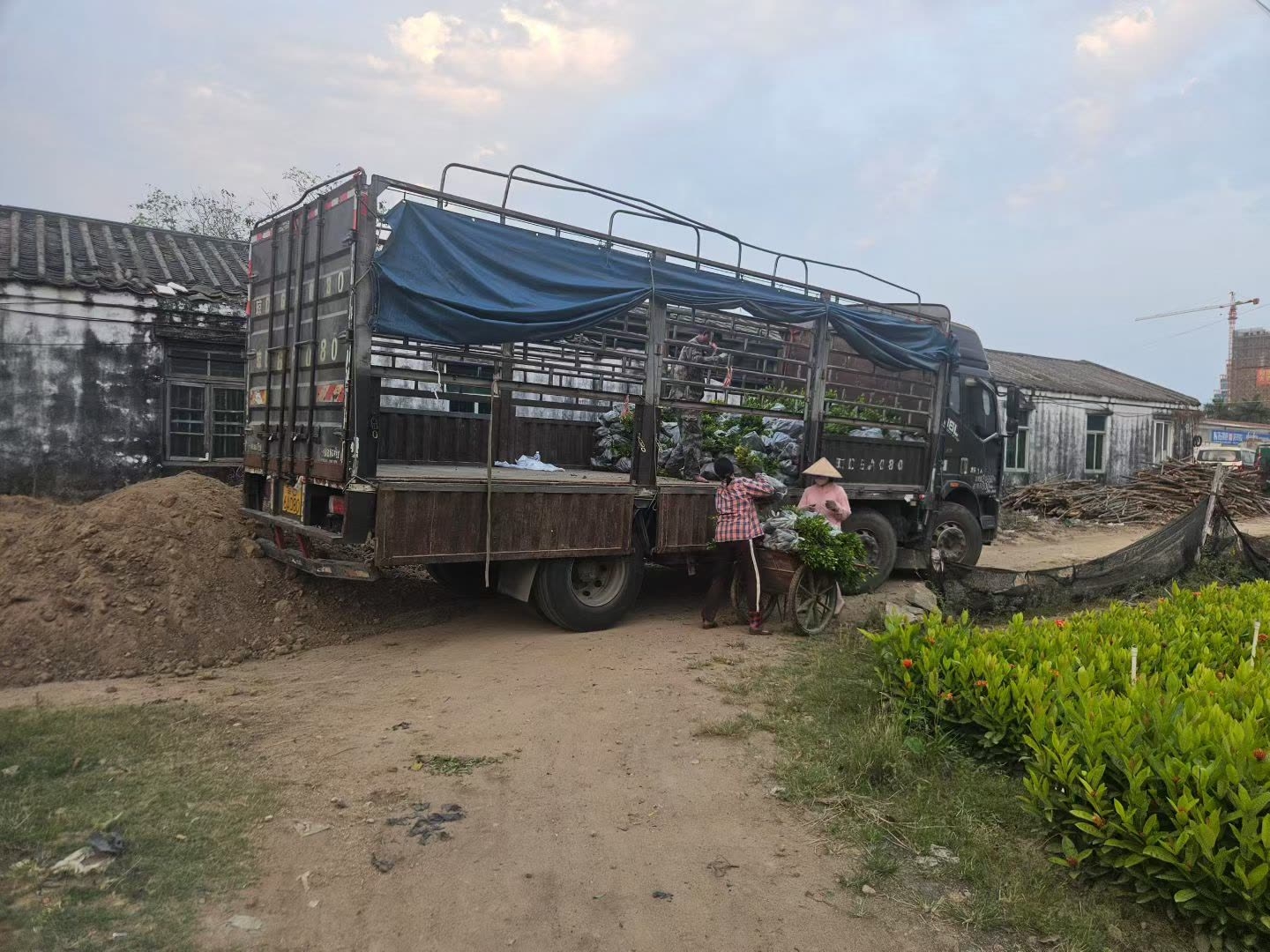 绿化苗木装车.jpg