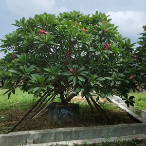 海口绿化苗木基地_大红鸡蛋花