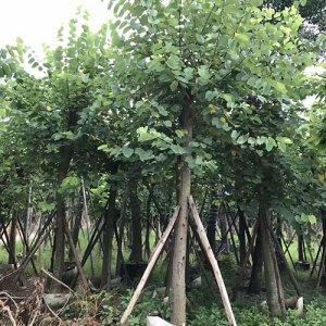 海口苗木基地_红花紫荆