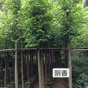 海南乔木阴香-冠平苗圃