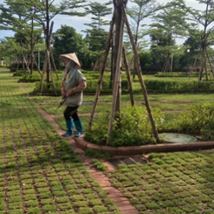 停车场绿化苗木供应及施工养护