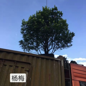 绿化苗木_杨梅