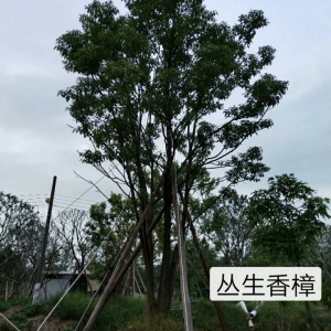 海南绿化苗木-山乌桕