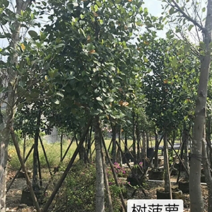 绿化果树_海南菠萝蜜