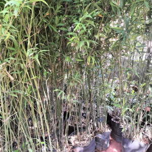 竹子种植的管理措施