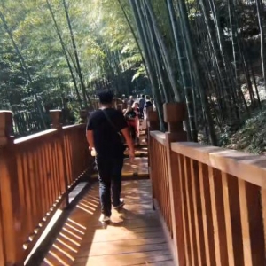 竹子、竹园造景浅谈