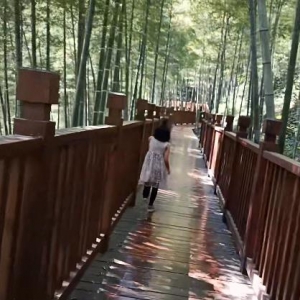 园林竹子造景探讨—海南冠平竹子批发市场