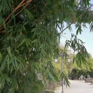 园林绿化竹子常见虫害的防治   