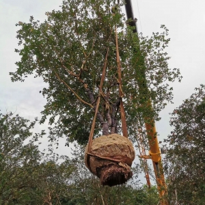 树木移植的准备与实操施工作业