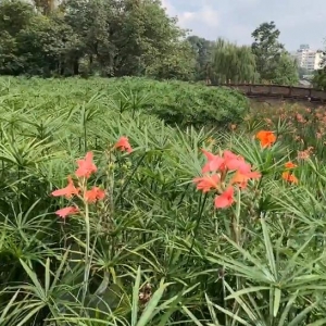 居住区的环境绿化设计是城市建设的重要因素   