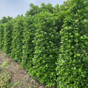 海口大量供应海南绿化围墙植物绿篱火山榕_海南冠平绿化苗木基地