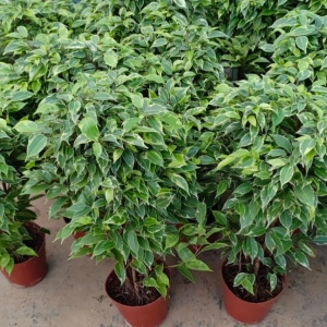 庭院花园绿篱常用苗木植物_花叶垂叶榕   