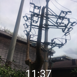  海口树木抢险排危小叶榕高空修剪作业   