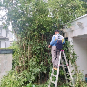 秀英区别墅庭院里绿化修剪养护日常   