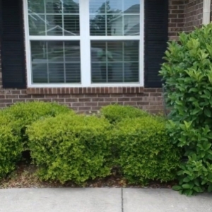 庭院球形灌木修剪修剪前后的对比   