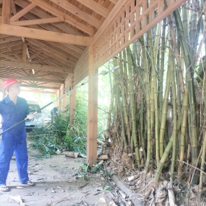 海口西海岸别墅庭院清障整治   