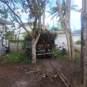 2026热带庭院的春日树木修剪作业