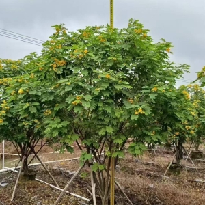 海南地区如何能培育出优质的绿化苗木丛生黄槐