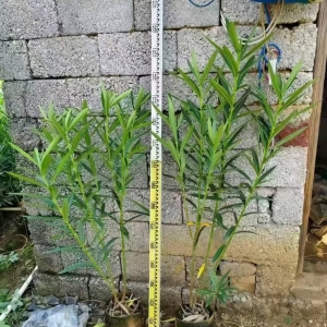 庭院种植夹竹桃的安全建议