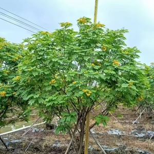 海南冠平绿化苗木基地 2-3 米丛生 / 单杆黄槐 全岛批发