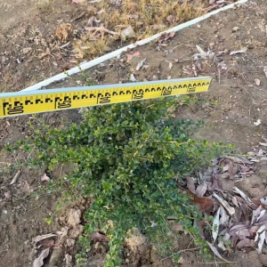 海南冠平绿化苗木基地 30-50cm 优质福建茶 海南全岛供