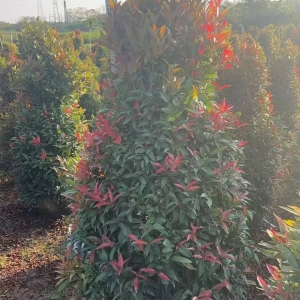 精品绿化苗木“红车”海南全岛批发供应