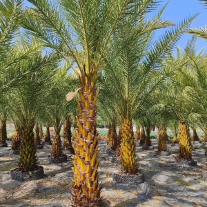 海南冠平绿化苗木基地 2-5 米杆高中东海枣（银海枣）大量批