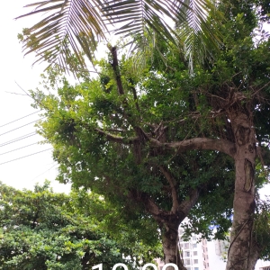 海口行道榕树电力线路安全清障修剪作业