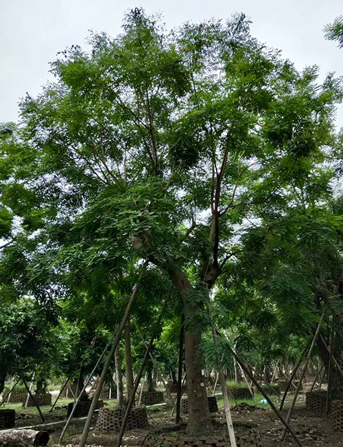 海南海口乔木种植基地(图4)