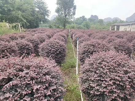 海口绿化苗木基地_红花继木球(图2)