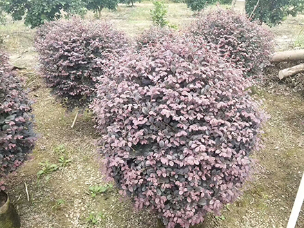 海口绿化苗木基地_红花继木球(图1)