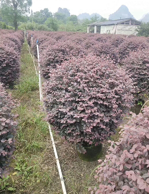 海口绿化苗木基地_红花继木球(图3)