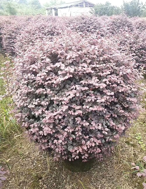 海口绿化苗木基地_红花继木球(图4)