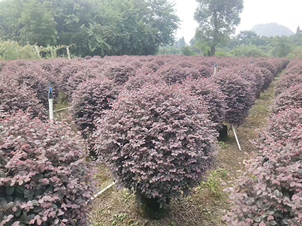海口绿化苗木基地_红花继木球(图6)