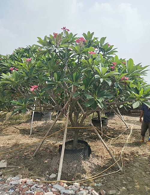 海南园林绿化苗木鸡蛋花报价(图1)