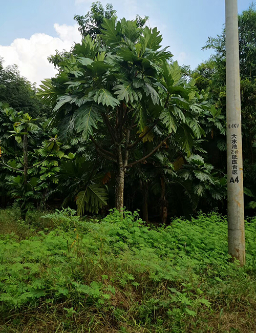 海南海口乔木种植基地(图6)