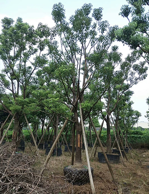 海口绿化苗木基地_海南秋枫（重阳木）报价(图2)