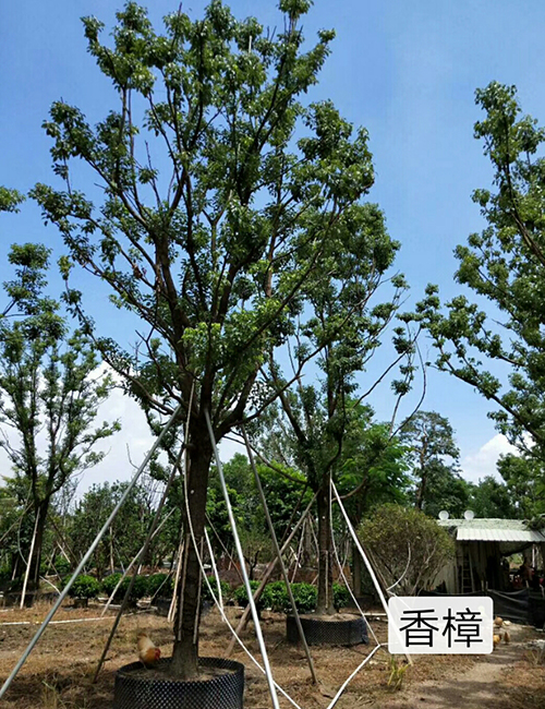 海南苗圃_海南园林绿化苗木香樟报价(图5)