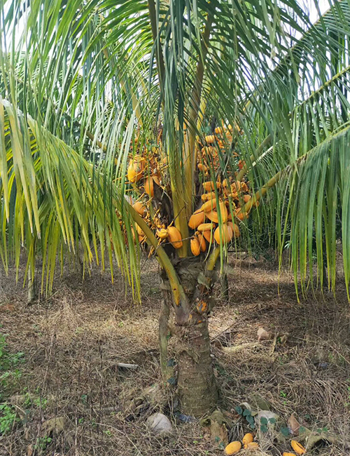 海南椰子报价_海南园林绿化苗木椰子(图1)