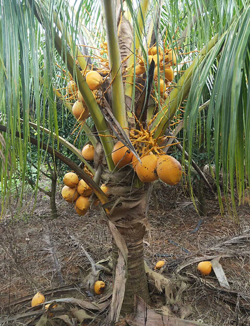 海南椰子报价_海南园林绿化苗木椰子(图3)